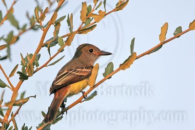 _MG_6133 Great Crested Flycatcher.jpg