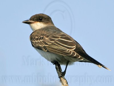 _MG_5790 Eastern Kingbird.jpg