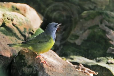 _MG_5094 Mourning Warbler.jpg