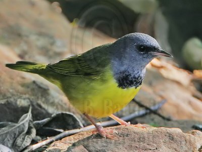 _MG_5124 Mourning Warbler.jpg