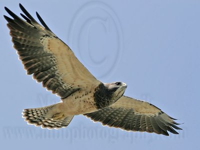 _MG_6315 Swainson's Hawk.jpg