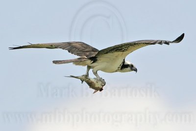 _MG_4404 Osprey.jpg