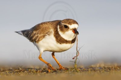 Semipalmated Plover: Food