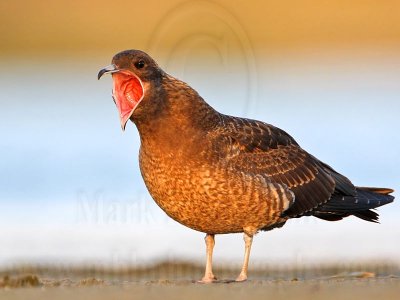 _MG_3996 Parasitic Jaeger.jpg