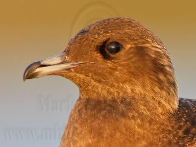 _MG_4278crop Parasitic Jaeger.jpg