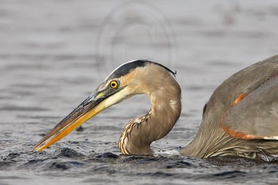 _MG_8374 Great Blue Heron.jpg