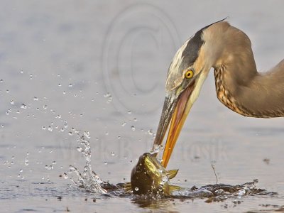 _MG_8429 Great Blue Heron.jpg