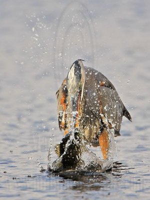 _MG_8456 Great Blue Heron.jpg