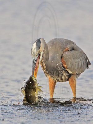 _MG_8458 Great Blue Heron.jpg