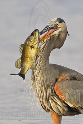 _MG_8536 Great Blue Heron.jpg