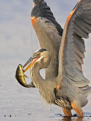 _MG_8548 Great Blue Heron.jpg