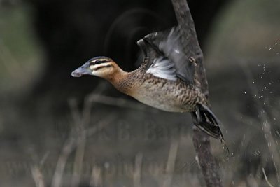 _MG_1315 Masked Duck.jpg