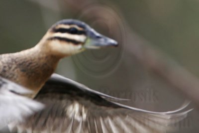_MG_5636 Masked Duck.jpg