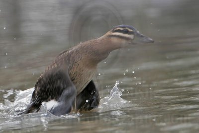 _MG_5641crop Masked Duck.jpg