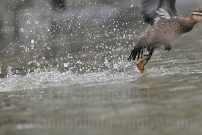 _MG_5642 Masked Duck.jpg