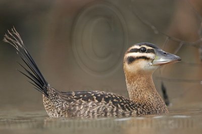 _MG_7585 Masked Duck.jpg