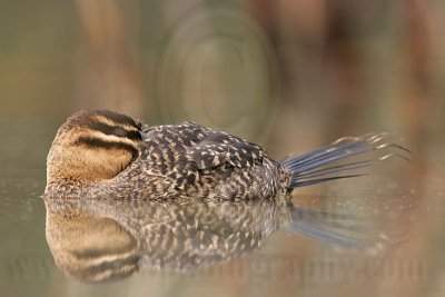 _MG_3515 Masked Duck.jpg
