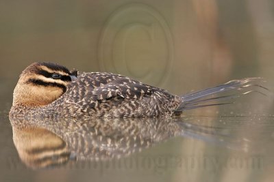 _MG_3533 Masked Duck.jpg