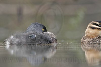 _MG_4310 Masked Duck & Least Grebe.jpg