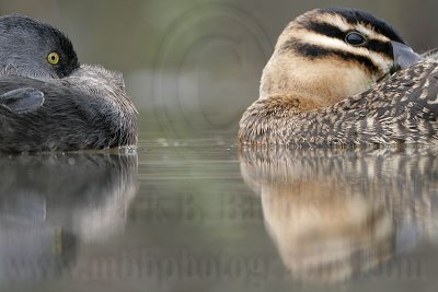 _MG_4311 Masked Duck & Least Grebe.jpg