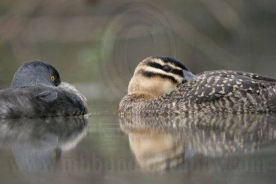_MG_4312 Masked Duck & Least Grebe.jpg
