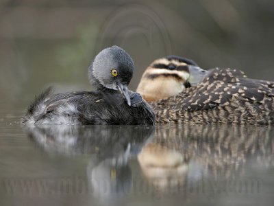 _MG_4315 Masked Duck & Least Grebe.jpg