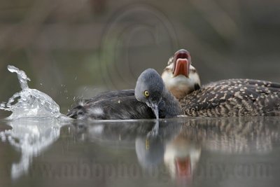 _MG_4316 Masked Duck & Least Grebe.jpg