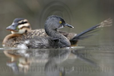 _MG_4320 Masked Duck & Least Grebe.jpg