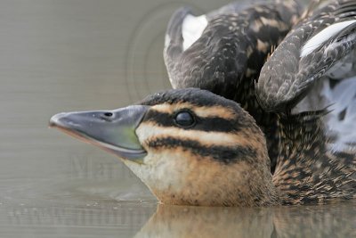 _MG_4467 Masked Duck.jpg