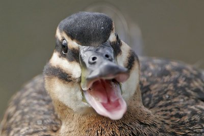 _MG_4513 Masked Duck.jpg