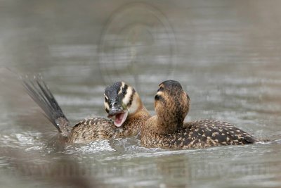 _MG_5665 Masked Duck.jpg