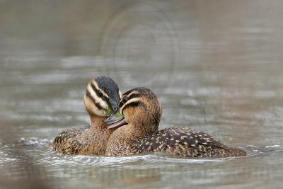 _MG_5666 Masked Duck.jpg