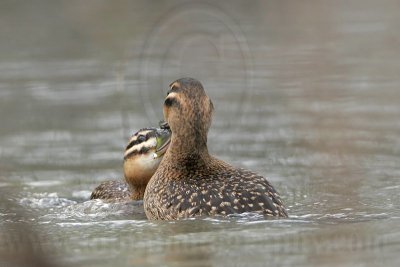 _MG_5668 Masked Duck.jpg