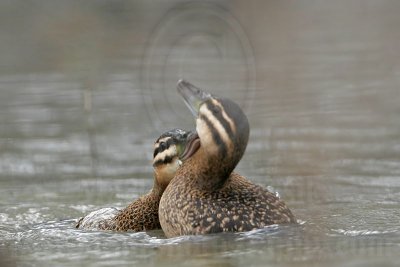 _MG_5669 Masked Duck.jpg
