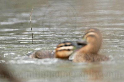 _MG_5670 Masked Duck.jpg
