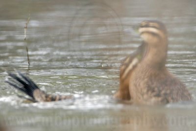 _MG_5671 Masked Duck.jpg