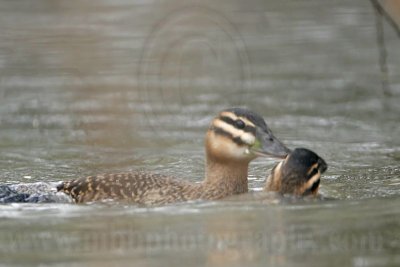 _MG_5672 Masked Duck.jpg