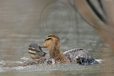 _MG_5674 Masked Duck.jpg