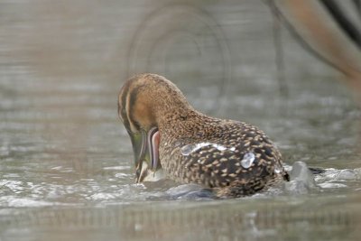 _MG_5675 Masked Duck.jpg
