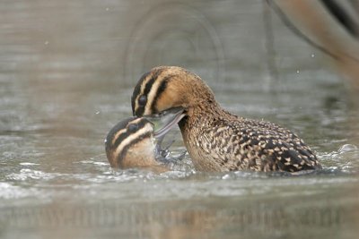 _MG_5676 Masked Duck.jpg