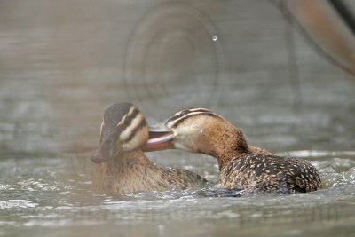 _MG_5678 Masked Duck.jpg