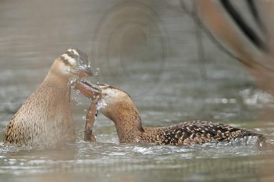 _MG_5679 Masked Duck.jpg