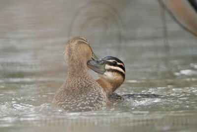 _MG_5681 Masked Duck.jpg