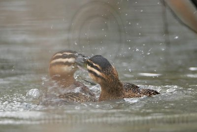_MG_5682 Masked Duck.jpg
