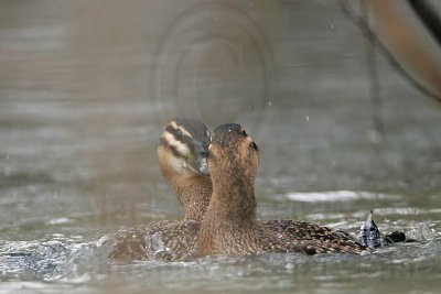 _MG_5683 Masked Duck.jpg