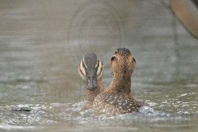 _MG_5684 Masked Duck.jpg
