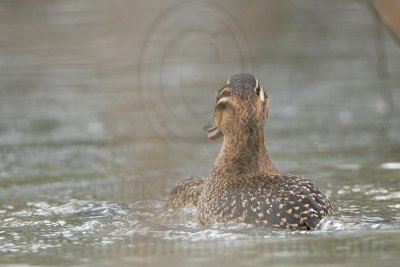 _MG_5685 Masked Duck.jpg