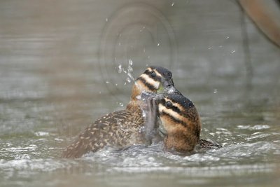 _MG_5686 Masked Duck.jpg
