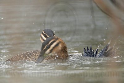 _MG_5687 Masked Duck.jpg