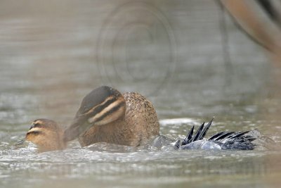 _MG_5688 Masked Duck.jpg
